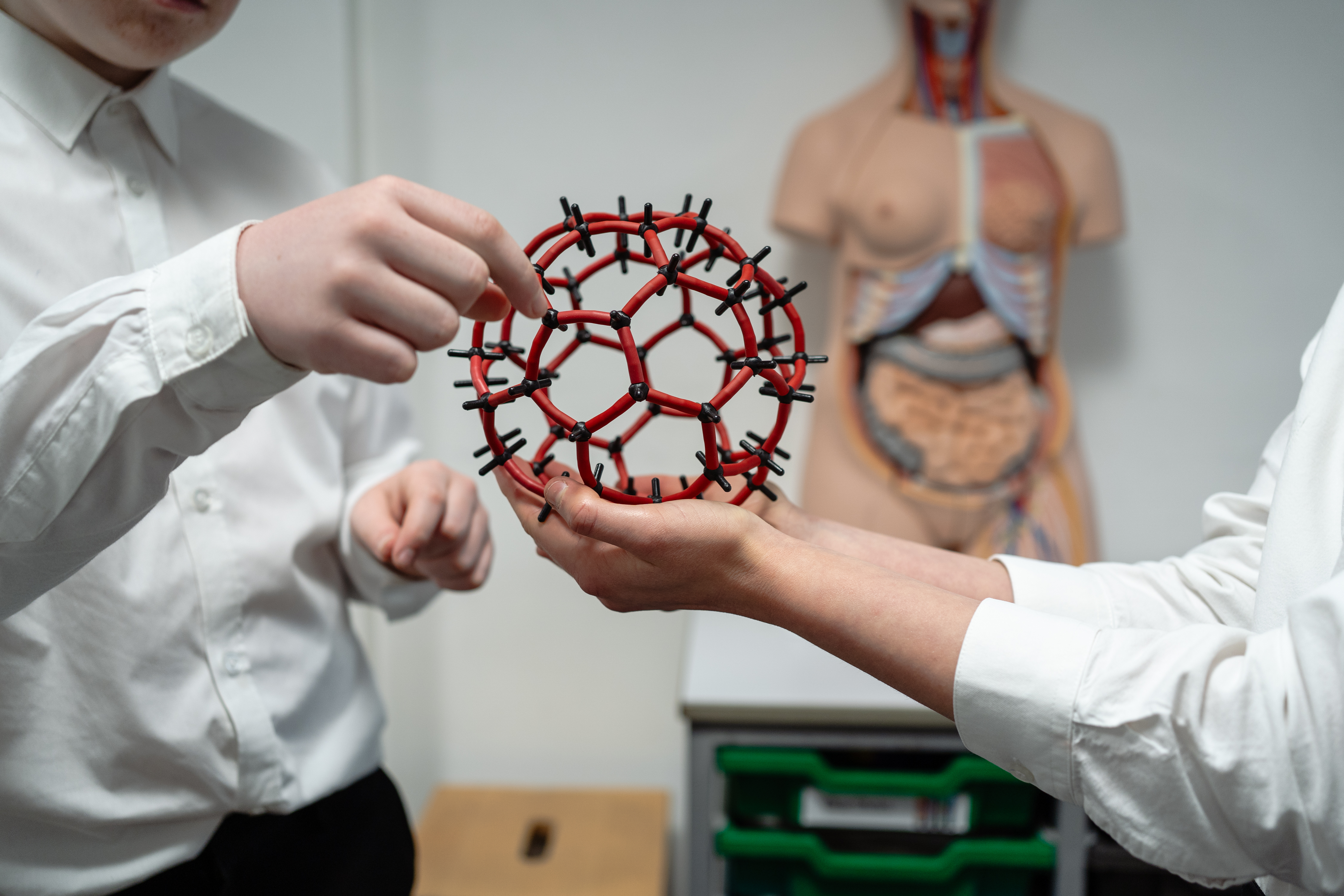 Students in a science lab examine a red molecular model structure, with an anatomical diagram of human organs visible in the background for educational reference.